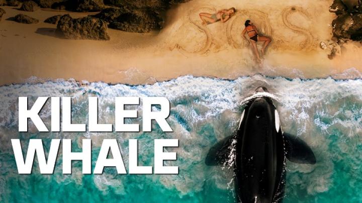 مشاهدة فيلم Killer Whale 2026 مترجم